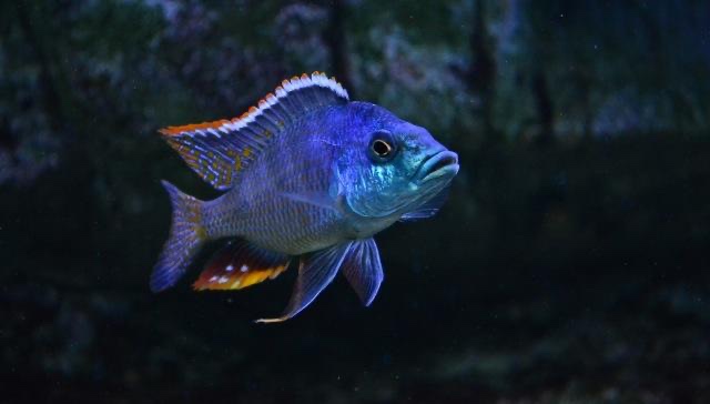 Protomelas similis 'Chiofu'